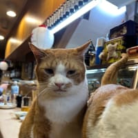 看板猫のいるお店で猫飲み 1 (2312-1)