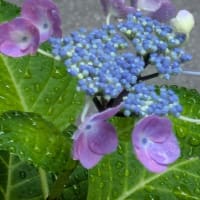 Canveで夏祭りのチラシ作ってみました。庭のあじさいとおまけのちび子ちゃん