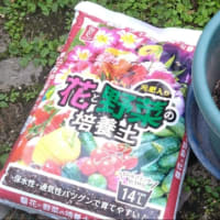 2024年　3個目の種芋も発芽