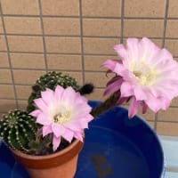 サボテンが咲きました