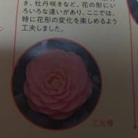 乙女椿