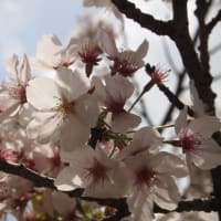 桜とランドナー（４月11日）
