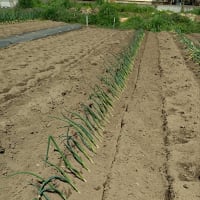 一本ネギの植え替え作業‼️