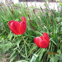 肩～背中痛、腰痛を訴える高校生
