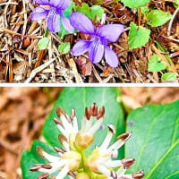北海道東部太平洋岸の釧路地方の山地では今、ミヤマスミレとフッキソウが花盛りです