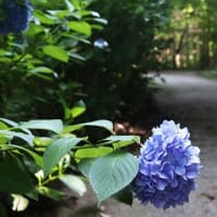 治療の合間に、近場で花散策！（シタキソウとアジサイと！）