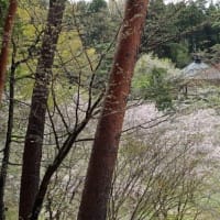福泉寺の桜　2024　終