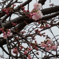 大寒桜開花