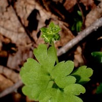 植物図鑑－89　レンプクソウ