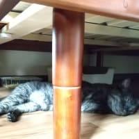 ベッドの下で