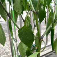 少しずつ収穫開始
