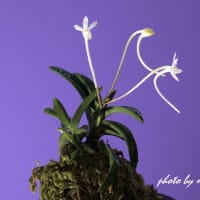 富貴蘭「呑　海」の花(過去の画像倉庫から)