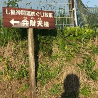 お散歩再開