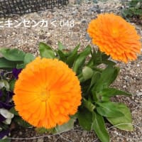 2024（👴）📖ひろし曽爺の生涯学習～蔵出し映像＞🌷団地に咲く花と🌷我が家の花壇