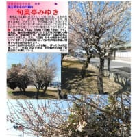 花巡り「梅－365」 旬菜亭みゆき