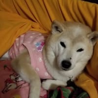 クリンへの想いは尽きなくて・・・303