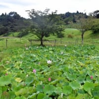 雨の日のハス　期待ほど降らず　2025/07/10（鹿児島）