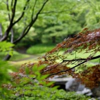 お写んぽ＊６月・雨の訪問者　②