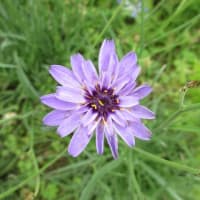 夏の花：カタナンケ’アモーレ・ブルー’