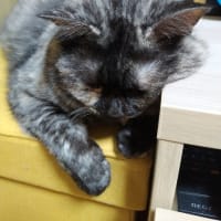 笑