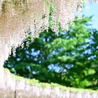 うすべに
