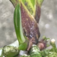 春霞?白牡丹?