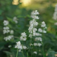 お写んぽ＊７月・夏の歌〜③