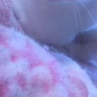 うちのねこたち892