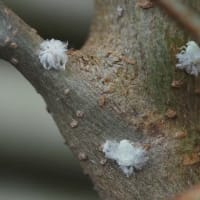 羽の有るアブラムシ