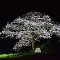 井川の一本桜「ライトアップ編」