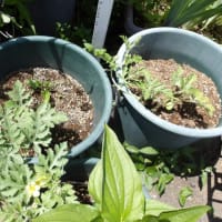 種蒔きスイカの苗を植え付け