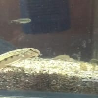 イモリ？どじょう？ 文鎮
