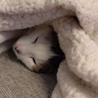 雪がとける、