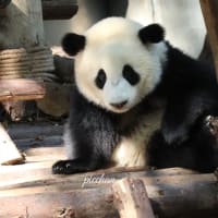 成都のパンダ達 ⑻