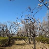 羽根木公園の梅まつり