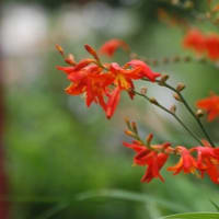 今月最初に撮ったお花