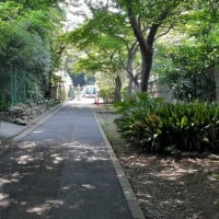 「伊豆榮 梅川亭」の青もみじ