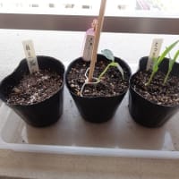 都会の真ん中で家庭菜園（今年は順調です）