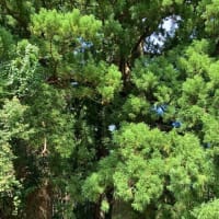 熊野古道（大門坂～那智大社）