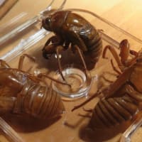 アブラゼミ