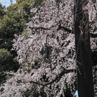 わが町の桜　東郷寺の枝垂桜　その１