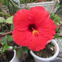 今朝は　ハイビスカスの開花