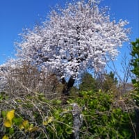 桜咲く
