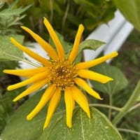我が家の花々
