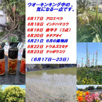 ６月、３回目の、ウオーキンキング中の、気になる一点です。