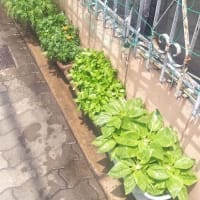 夏花日記　7
