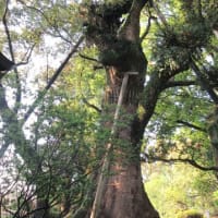 都萬神社　妻のクス