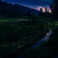 ホタルの写真に思うこと