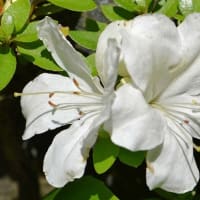 庭のサツキ 紅花と白花