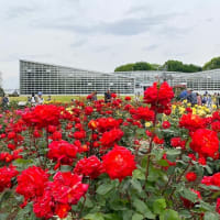 曇天の平日午前、近所の神代植物公園でバラ鑑賞。（その1）